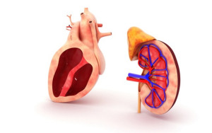 Mối liên hệ giữa suy tim sung huyết và suy thận