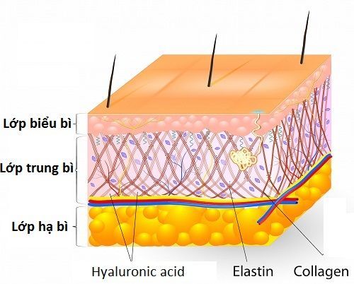 khung do collagen elastin dr tam