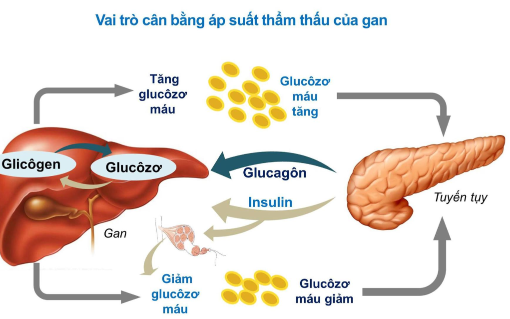 Cơ thể bạn tạo ra Glucose như thế nào?