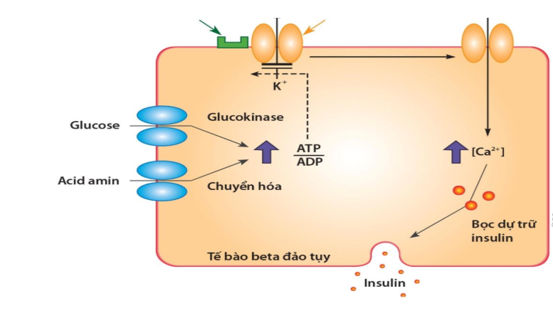 Cơ thể bạn tạo ra Glucose như thế nào