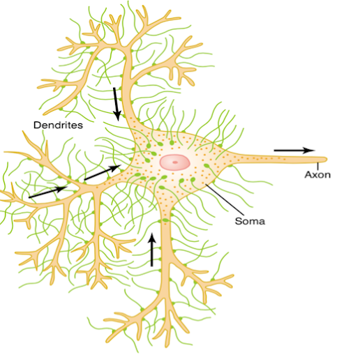 7 chất dẫn truyền thần kinh liên quan đến kết nối não - cơ thể