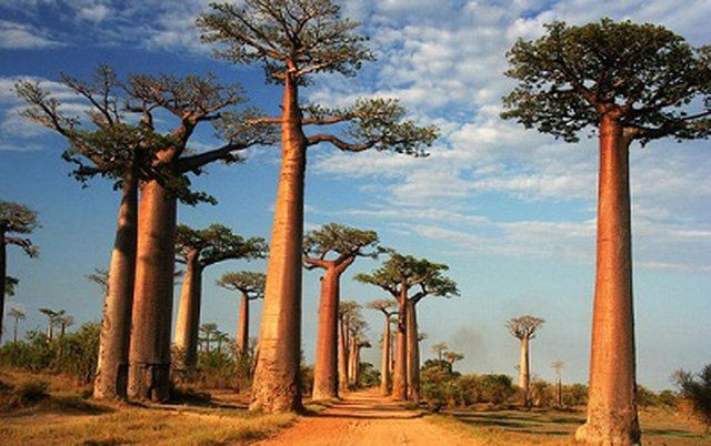 6 lợi ích sức khỏe hàng đầu của cây baobab