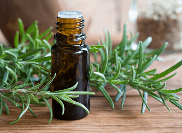 Tinh dầu hương thảo có tác dụng trị rụng tóc không?