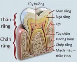 Những biến chứng nguy hiểm của bệnh viêm tủy răng - Nha khoa Đăng Lưu