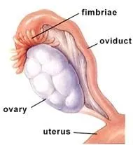 Hiếm muộn do vòi trứng - Bệnh viện Từ Dũ
