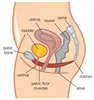 Y học sàn chậu - Bệnh viện Từ Dũ