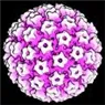 Ung thư cổ tử cung và nhiễm Human Papillomavirus - Bệnh viện Từ Dũ