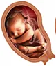 Thai nghén và nước ối - Bệnh viện Từ Dũ