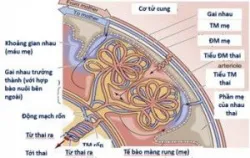 Ý nghĩa của CTG trong đánh giá sức khỏe thai - Bệnh viện Từ Dũ