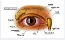 CÁCH NHẬN BIẾT TẮC LỆ ĐẠO Ở MẮT, KHÔNG PHẢI AI CŨNG BIẾT