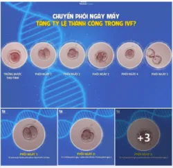 NÊN CHUYỂN PHÔI NGÀY MẤY ĐỂ TĂNG TỶ LỆ THÀNH CÔNG TRONG IVF?