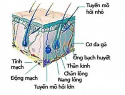 Hôi nách - Một số điều cần biết - Bệnh viên 108
