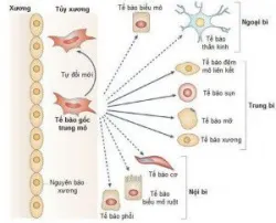 Bệnh Lupus ban đỏ và tế bào gốc