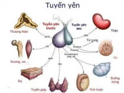 Hormone Prolactin là gì?
