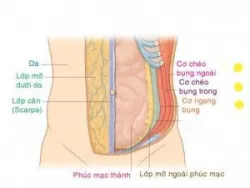 Các lớp thành bụng cấu tạo thế nào?