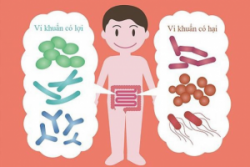Vai trò của hệ vi khuẩn đường ruột