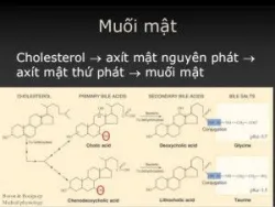 Dịch mật có tác dụng gì?