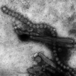 Các loại virus cần quan tâm đặc biệt