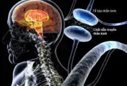 Nguyên nhân, chẩn đoán hình ảnh và các thang điểm phân độ bệnh nhân Parkinson