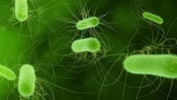 Cơ chế gây bệnh mạch vành và vai trò của nhiễm Helicobacter Pylori trong bệnh mạch vành