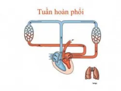 Máu lưu thông qua phổi như thế nào?