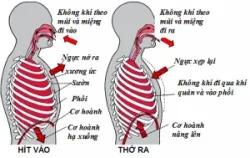 Đặc điểm sinh lý của mạch máu