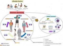 Telomere và sự liên quan tới các bệnh lão hóa, ung thư