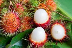 Quả chôm chôm: Dinh dưỡng, lợi ích sức khỏe và cách ăn