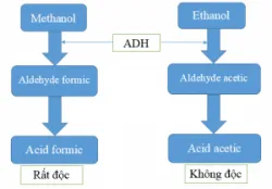 Tại sao lại dùng rượu ethanol để trị ngộ độc rượu methanol?