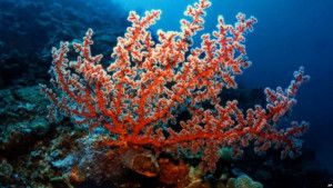 Canxi san hô: Lợi ích, liều lượng và tác dụng phụ