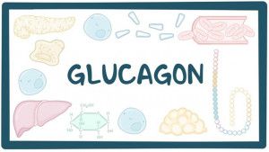 Cơ chế điều hòa lượng đường trong máu của glucagon