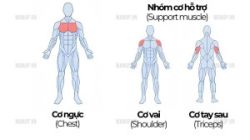 Nên tập nhóm cơ nào cùng nhau để tối ưu buổi tập?