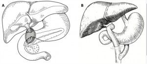 Ống mật chủ nằm ở đâu? Có chức năng gì?