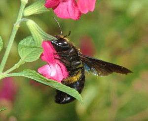 Tử vong do ong đốt, cách nhận biết loài ong và biện pháp xử trí