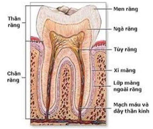 Triệu chứng của bệnh viêm tủy răng - Nha khoa Đăng Lưu