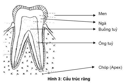Những nguyên nhân làm hại men răng