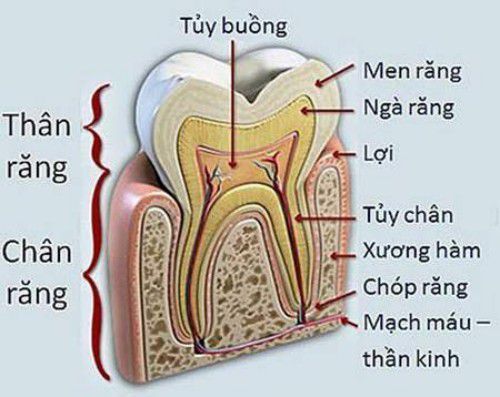 Một số thắc mắc về bệnh viêm tủy răng - Nha khoa Đăng Lưu