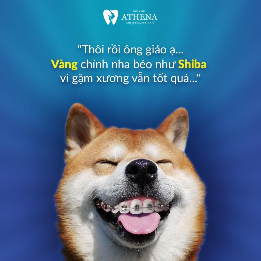 Nụ cười rạng ngời của chú chó khi mang trên mình chiếc răng chó độc đáo trong ảnh đầy sức sống này sẽ khiến bạn cười tươi như mùa xuân!