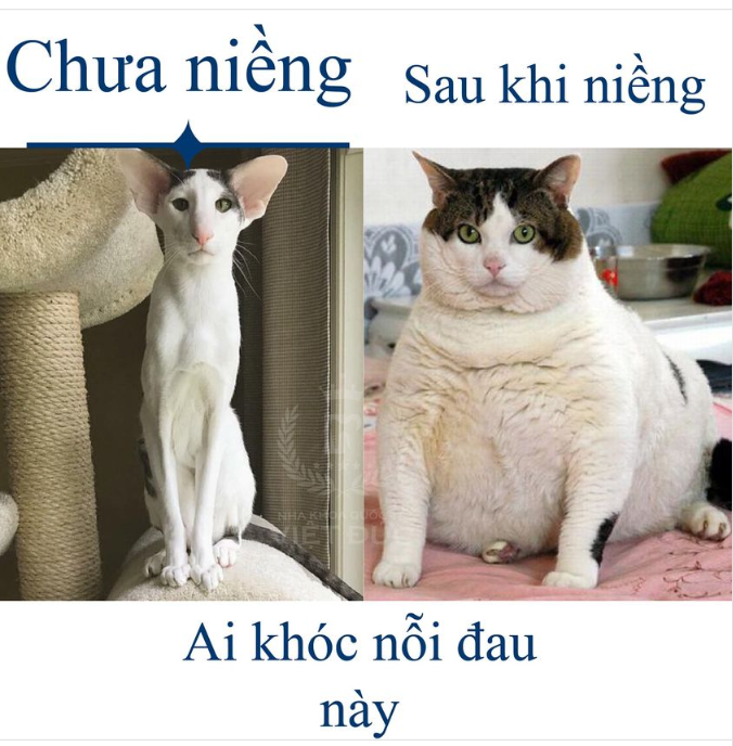 Nghe giang hồ đồn đại niềng răng gầy lắm.