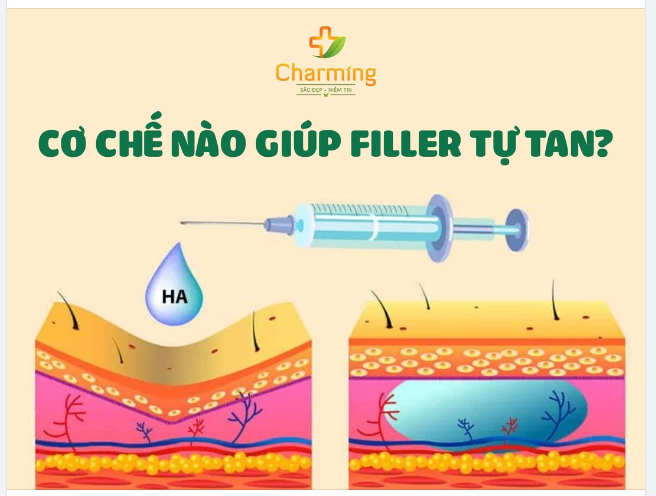 CƠ CHẾ NÀO GIÚP FILLER TỰ TAN?