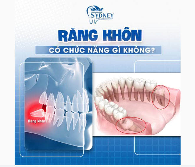 RĂNG KHÔN CÓ CHỨC NĂNG GÌ KHÔNG?