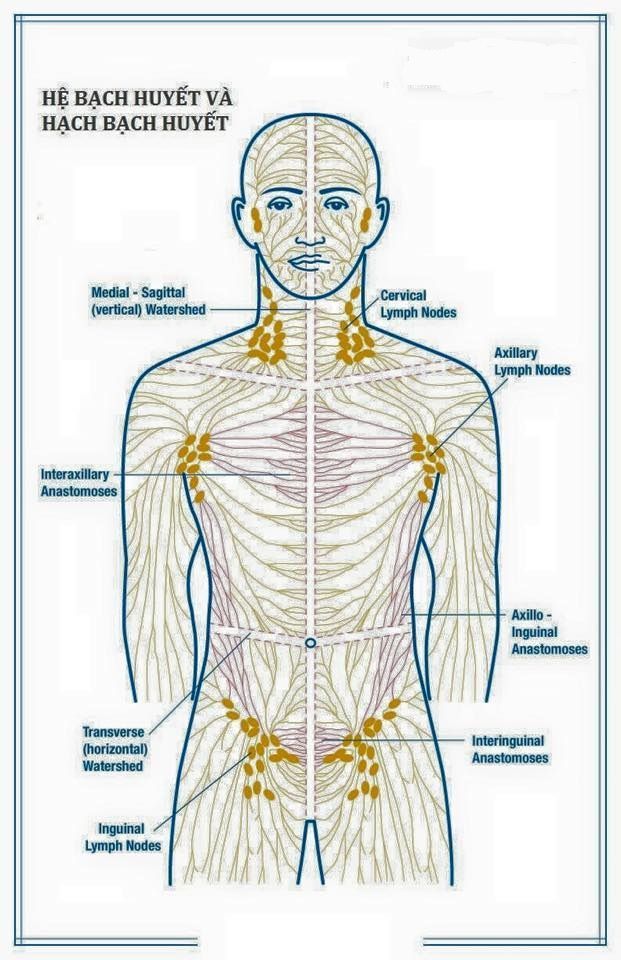 Massage hệ bạch huyết (MLD)