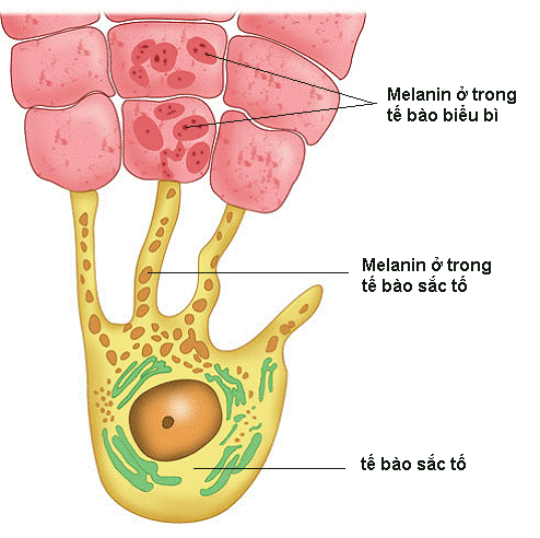 melanin nam da 1 suckhoe123