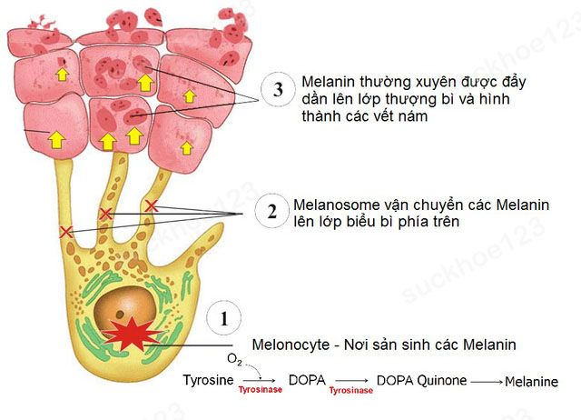 melanin nam da suckhoe123