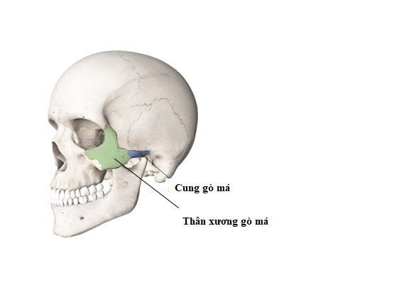 thân cung gò má
