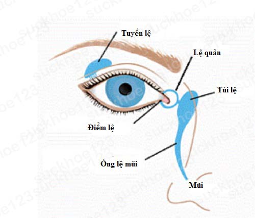 tuyến lệ 1