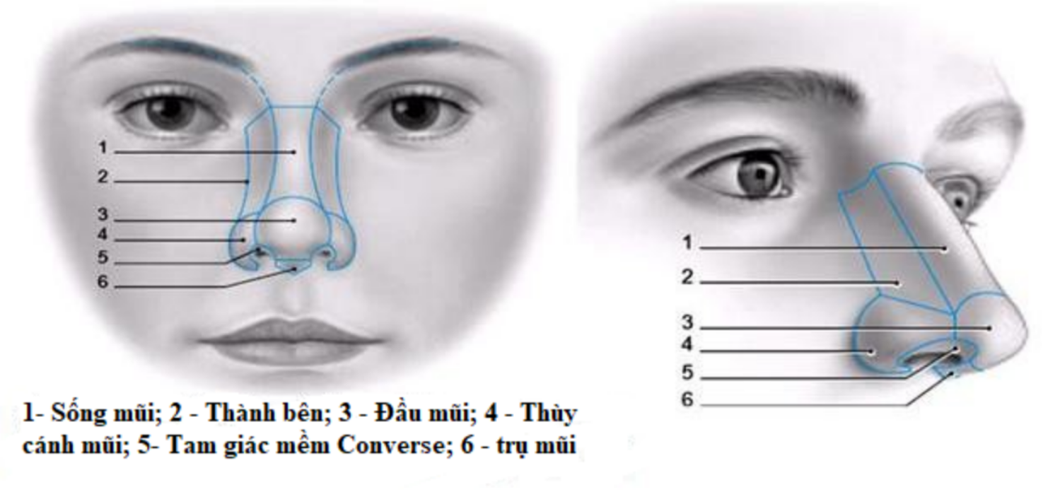 giải phẫu mũi