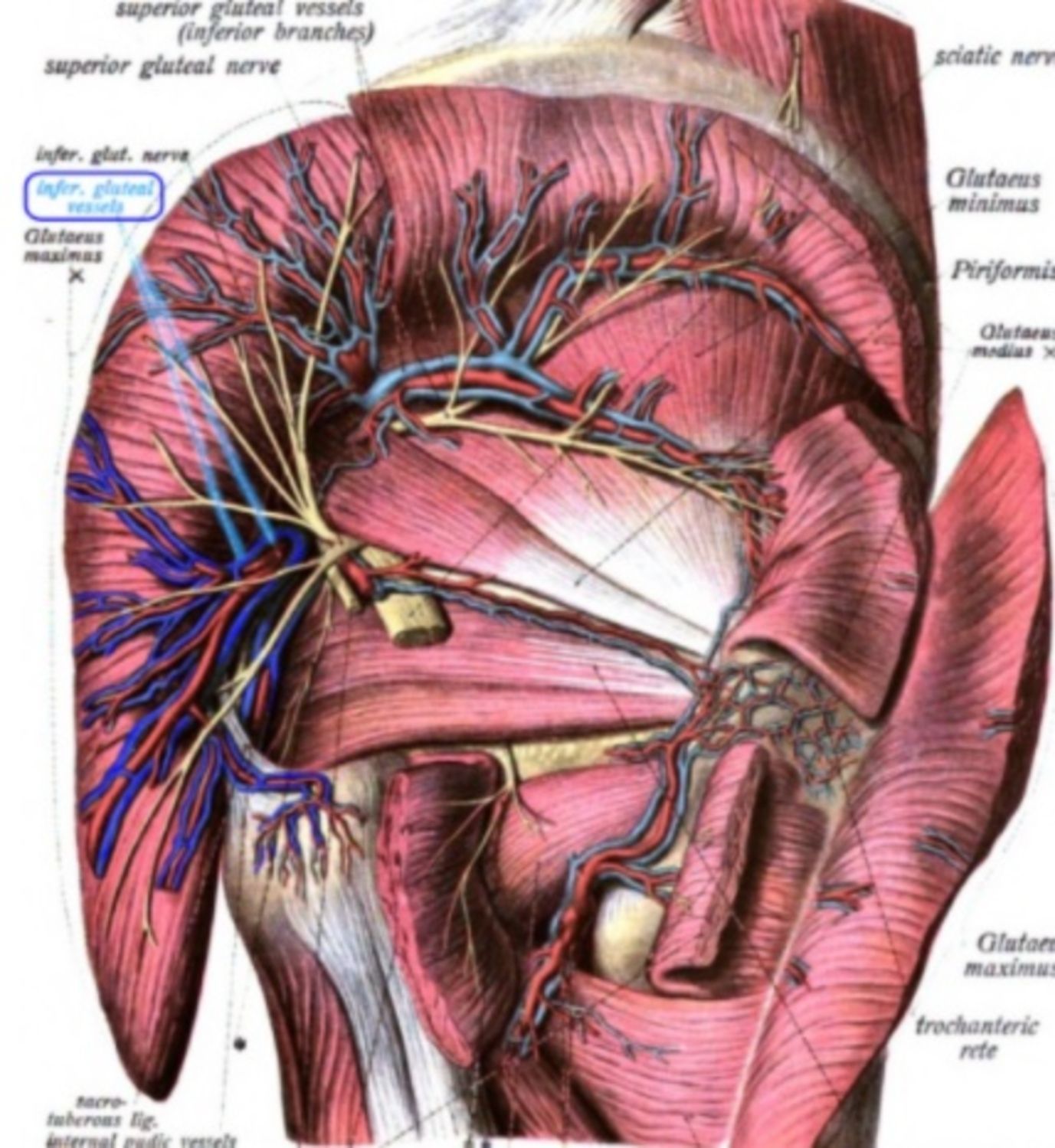 tĩnh mạch và động mạch mông