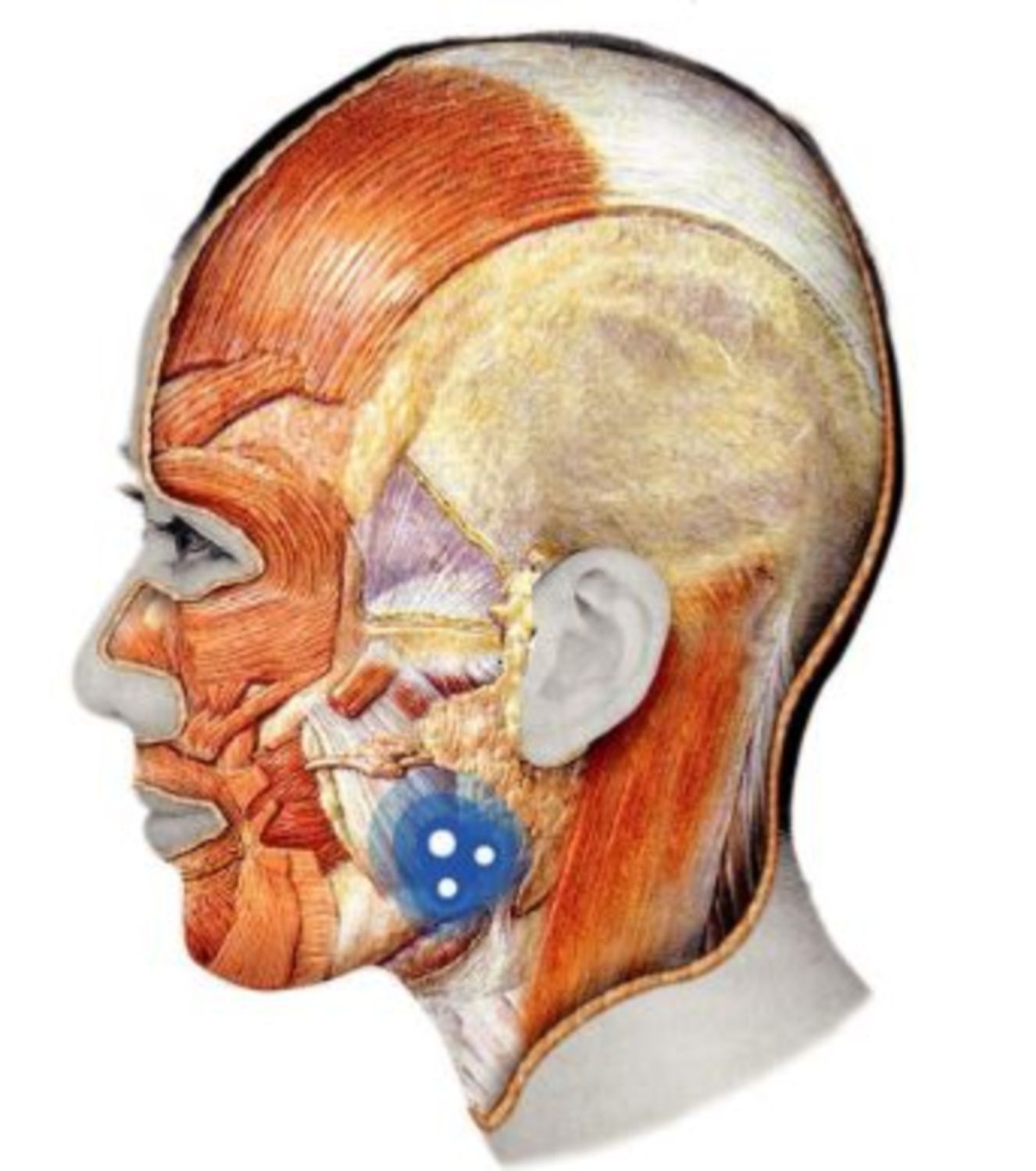 vi tri tiem khuyech tan