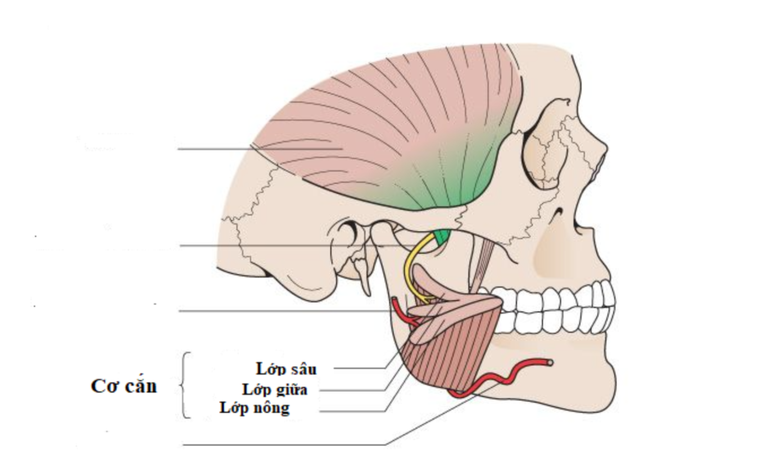 các lớp cơ cắn chuẩn